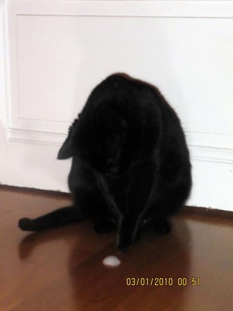 2010-01-08 Du haut de ces coussin un chat vous contemple_l.jpg
